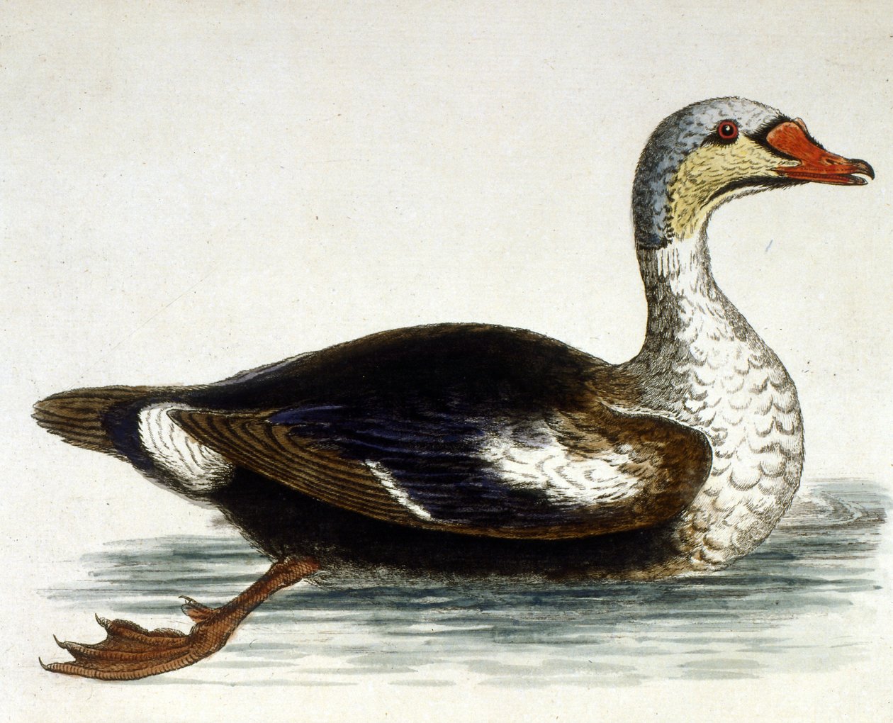 Aquarelillustratie uit een boek met zeldzame vogels van G Edwards 1750. George Edwards (1694-1773) was een Britse naturalist en ornitholoog. Hij reisde veel door Europa en bestudeerde de natuurlijke historie en vogels in het bijzonder. Hij kreeg enige erke door George Edwards
