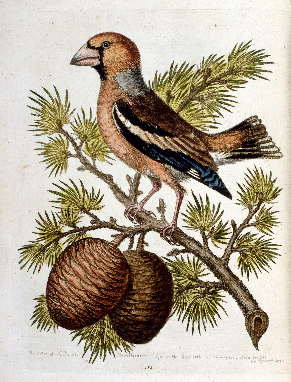 Aquarelillustratie uit een boek met zeldzame vogels van G Edwards 1750. George Edwards (1694-1773) was een Britse naturalist en ornitholoog. Hij reisde veel door Europa en bestudeerde de natuurlijke historie en vogels in het bijzonder. Hij kreeg enige erke door George Edwards