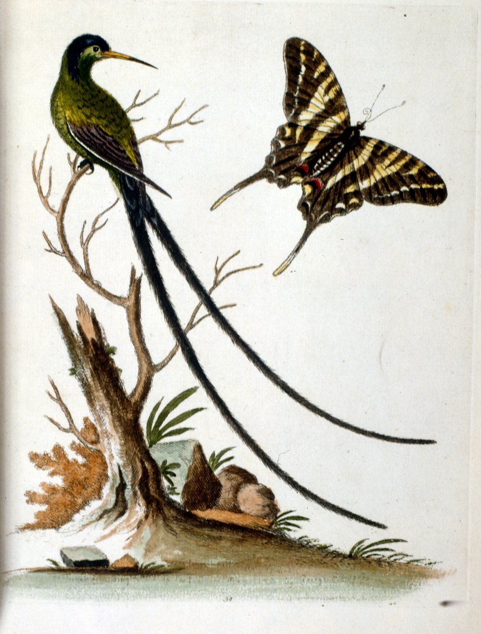 Aquarelillustratie uit een boek met zeldzame vogels van G Edwards 1750. George Edwards (1694-1773) was een Britse naturalist en ornitholoog. Hij reisde veel door Europa en bestudeerde de natuurlijke historie en vogels in het bijzonder. Hij kreeg enige erke door George Edwards