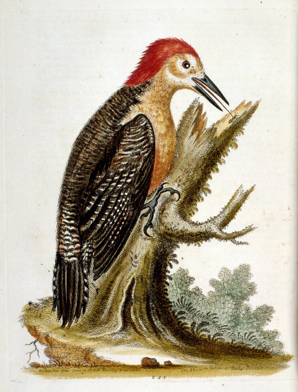 Aquarelillustratie uit een boek met zeldzame vogels van G Edwards 1750. George Edwards (1694-1773) was een Britse naturalist en ornitholoog. Hij reisde veel door Europa en bestudeerde de natuurlijke historie en vogels in het bijzonder. Hij kreeg enige erke door George Edwards