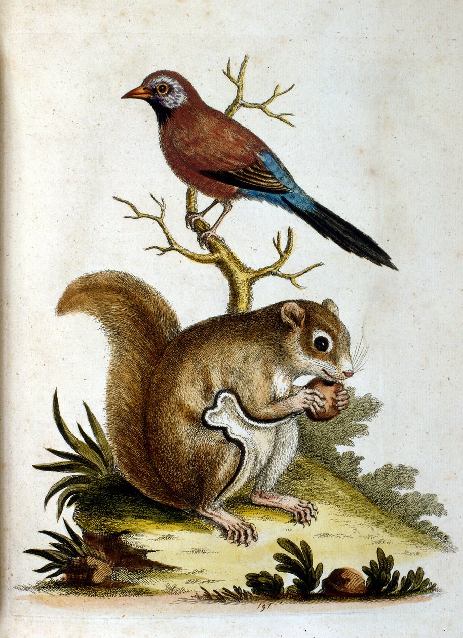 Aquarelillustratie uit een boek met zeldzame vogels van G Edwards 1750. George Edwards (1694-1773) was een Britse naturalist en ornitholoog. Hij reisde veel door Europa en bestudeerde de natuurlijke historie en vogels in het bijzonder. Hij kreeg enige erke door George Edwards