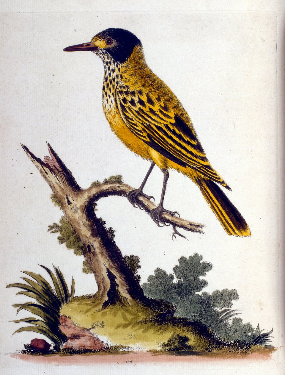 Aquarelillustratie uit een boek met zeldzame vogels van G Edwards 1750. George Edwards (1694-1773) was een Britse naturalist en ornitholoog. Hij reisde veel door Europa en bestudeerde de natuurlijke historie en vogels in het bijzonder. Hij kreeg enige erke door George Edwards