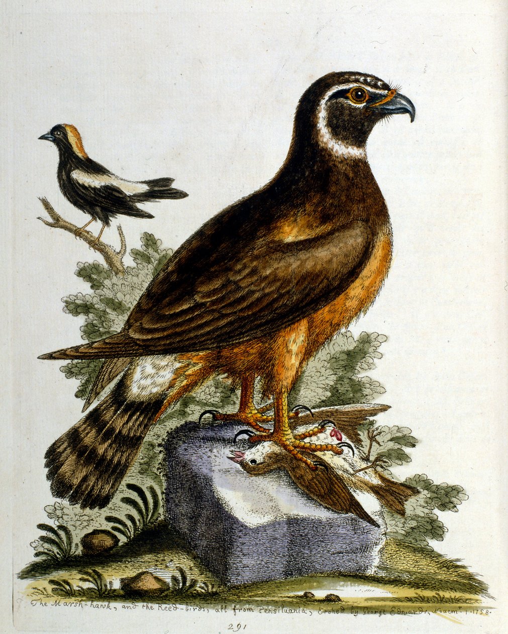 Aquarelillustratie uit een boek met zeldzame vogels van G Edwards 1750. George Edwards (1694-1773) was een Britse naturalist en ornitholoog. Hij reisde veel door Europa en bestudeerde de natuurlijke historie en vogels in het bijzonder. Hij kreeg enige erke door George Edwards