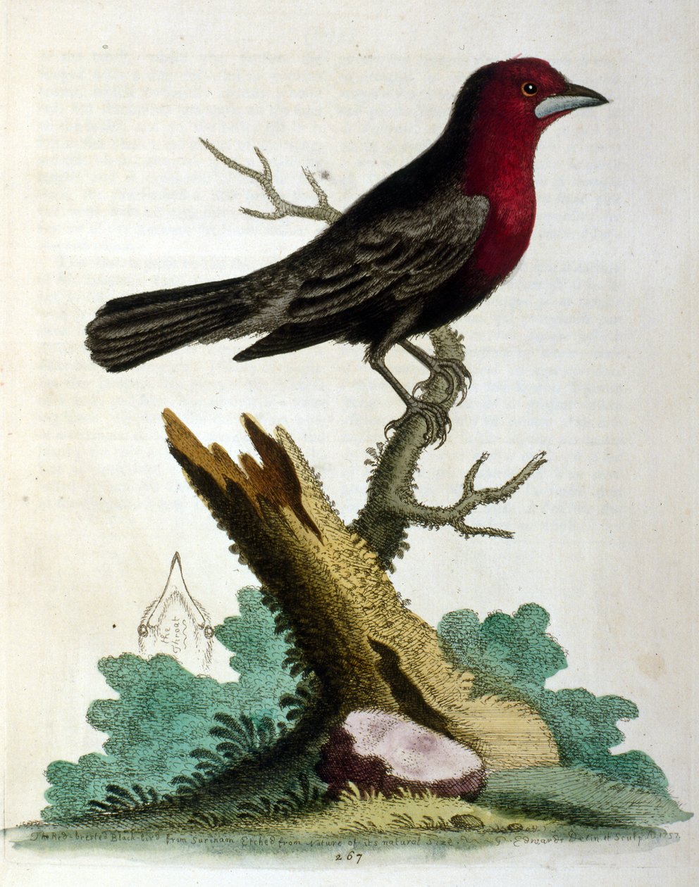 Aquarelillustratie uit een boek met zeldzame vogels van G Edwards 1750. George Edwards (1694-1773) was een Britse naturalist en ornitholoog. Hij reisde veel door Europa en bestudeerde de natuurlijke historie en vogels in het bijzonder. Hij kreeg enige erke door George Edwards