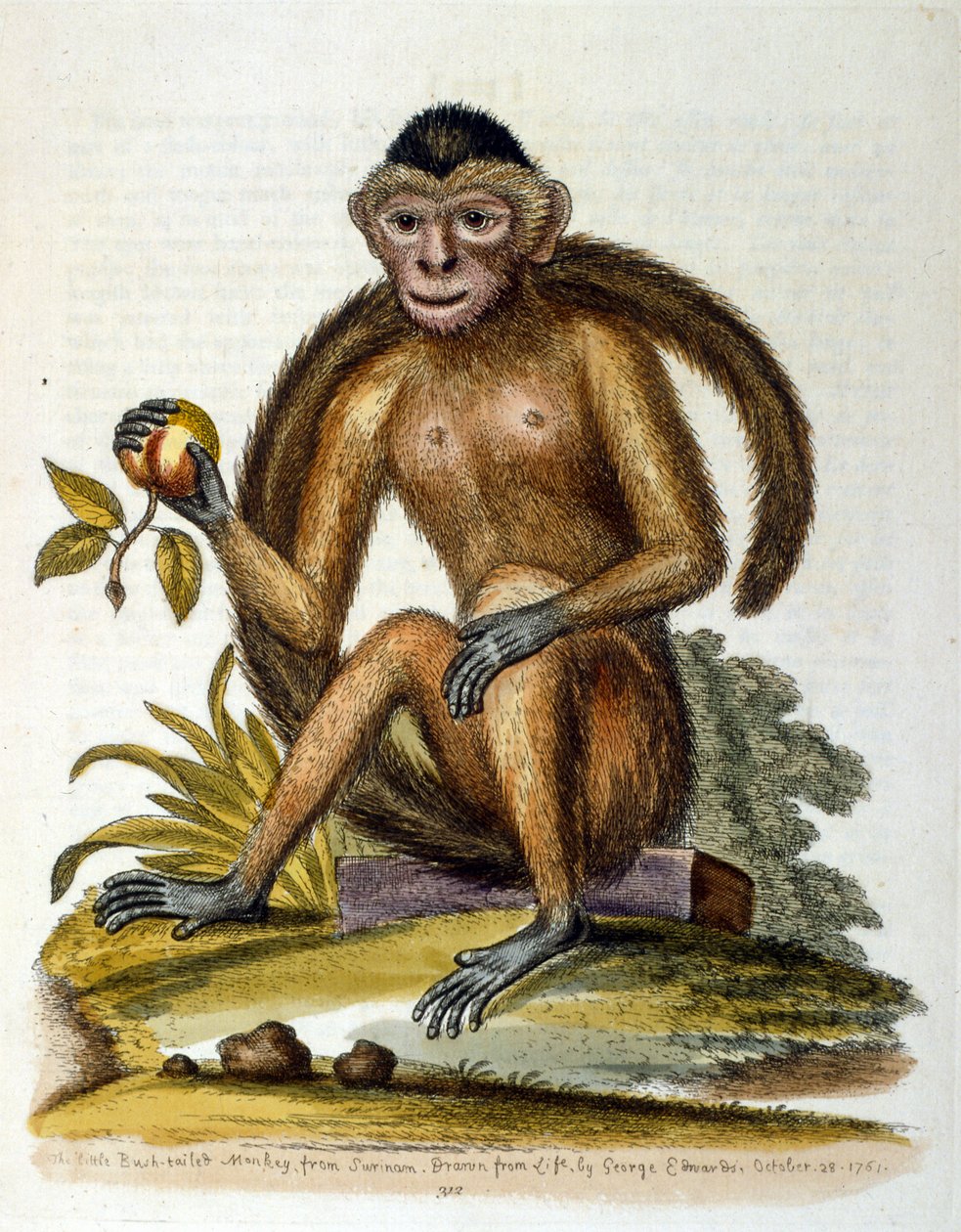Aquarelillustratie uit een boek met zeldzame vogels van G Edwards 1750. George Edwards (1694-1773) was een Britse naturalist en ornitholoog. Hij reisde veel door Europa en bestudeerde de natuurlijke historie en vogels in het bijzonder. Hij kreeg enige erke door George Edwards