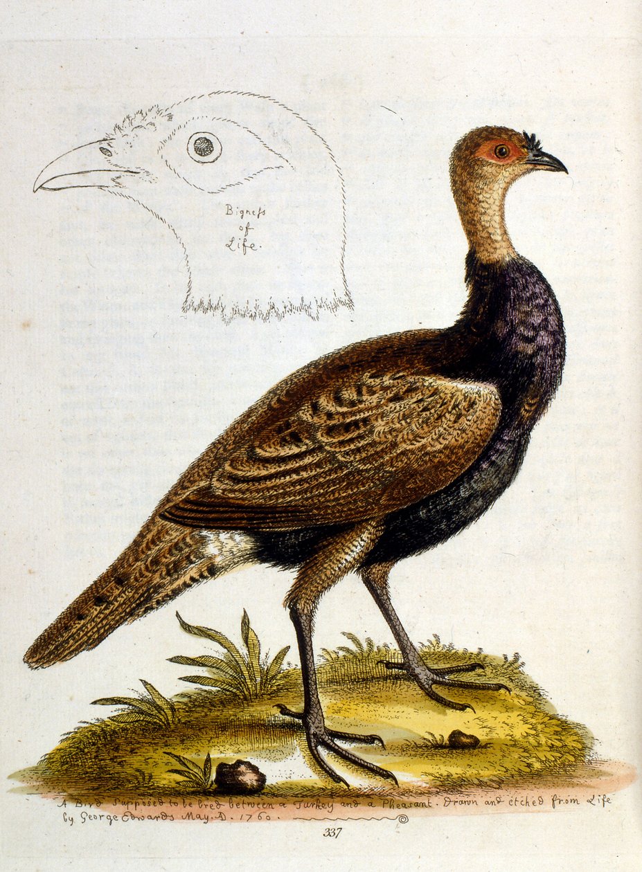 Aquarelillustratie uit een boek met zeldzame vogels van G Edwards 1750. George Edwards (1694-1773) was een Britse naturalist en ornitholoog. Hij reisde veel door Europa en bestudeerde de natuurlijke historie en vogels in het bijzonder. Hij kreeg enige erke door George Edwards
