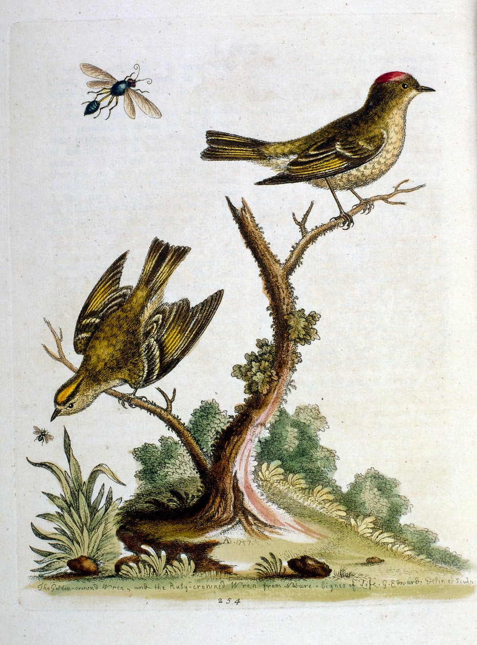Aquarelillustratie uit een boek met zeldzame vogels van G Edwards 1750. George Edwards (1694-1773) was een Britse naturalist en ornitholoog. Hij reisde veel door Europa en bestudeerde de natuurlijke historie en vogels in het bijzonder. Hij kreeg enige erke door George Edwards