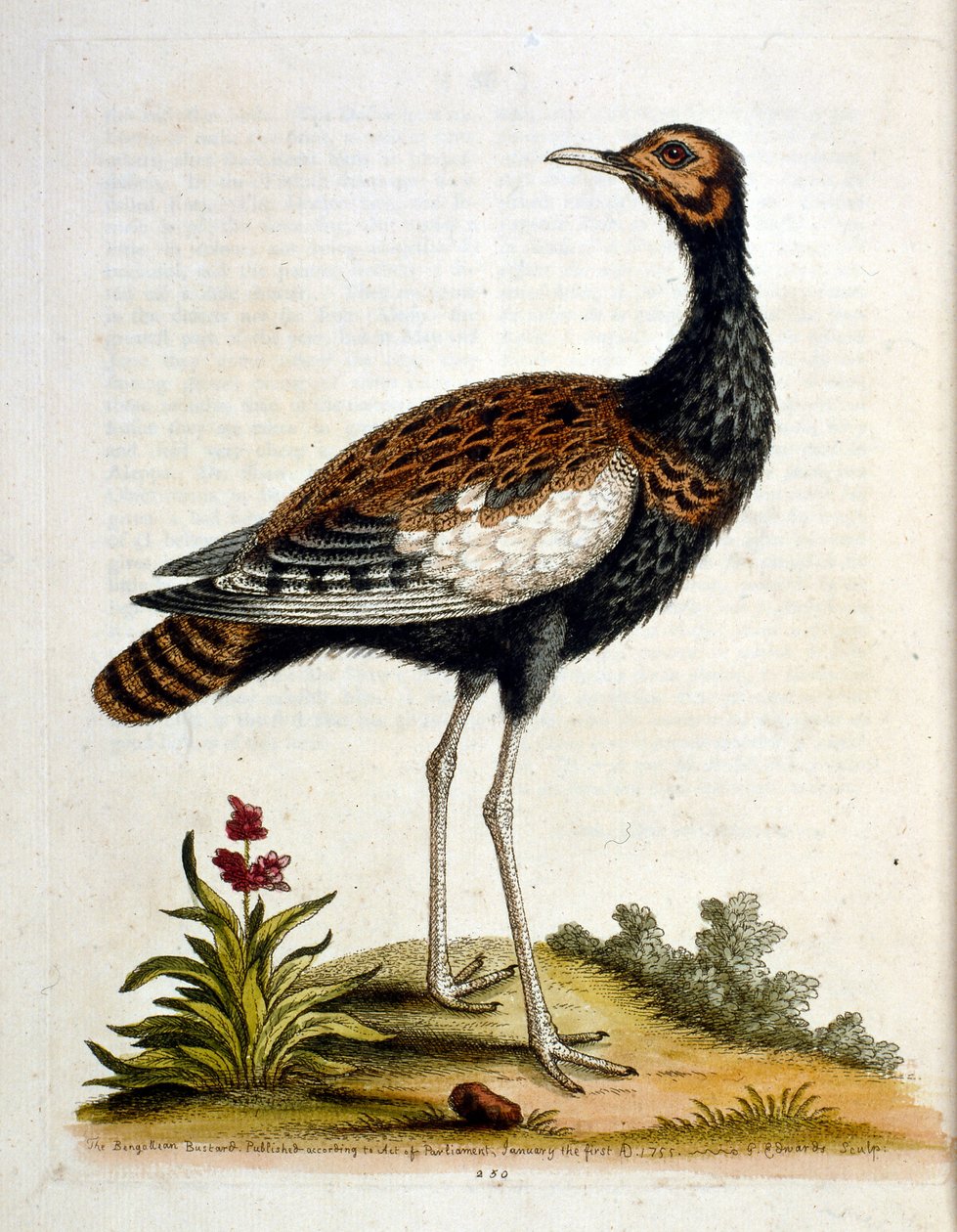 Aquarelillustratie uit een boek met zeldzame vogels van G Edwards 1750. George Edwards (1694-1773) was een Britse naturalist en ornitholoog. Hij reisde veel door Europa en bestudeerde de natuurlijke historie en vogels in het bijzonder. Hij kreeg enige erke door George Edwards