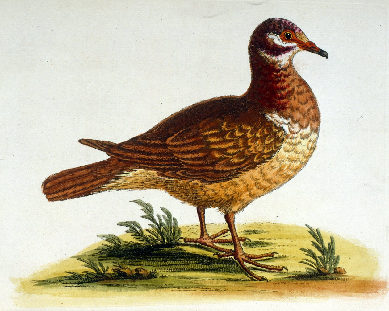 Aquarelillustratie uit een boek met zeldzame vogels van G Edwards 1750. George Edwards (1694-1773) was een Britse naturalist en ornitholoog. Hij reisde veel door Europa en bestudeerde de natuurlijke historie en vogels in het bijzonder. Hij kreeg enige erke door George Edwards