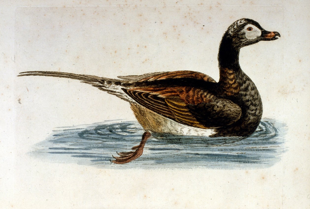 Aquarelillustratie uit een boek met zeldzame vogels van G Edwards 1750. George Edwards (1694-1773) was een Britse naturalist en ornitholoog. Hij reisde veel door Europa en bestudeerde de natuurlijke historie en vogels in het bijzonder. Hij kreeg enige erke door George Edwards