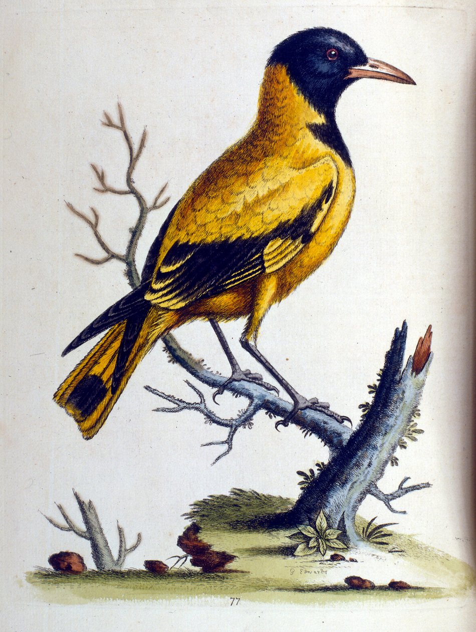 Aquarelillustratie uit een boek met zeldzame vogels van G Edwards 1750. George Edwards (1694-1773) was een Britse naturalist en ornitholoog. Hij reisde veel door Europa en bestudeerde de natuurlijke historie en vogels in het bijzonder. Hij kreeg enige erke door George Edwards