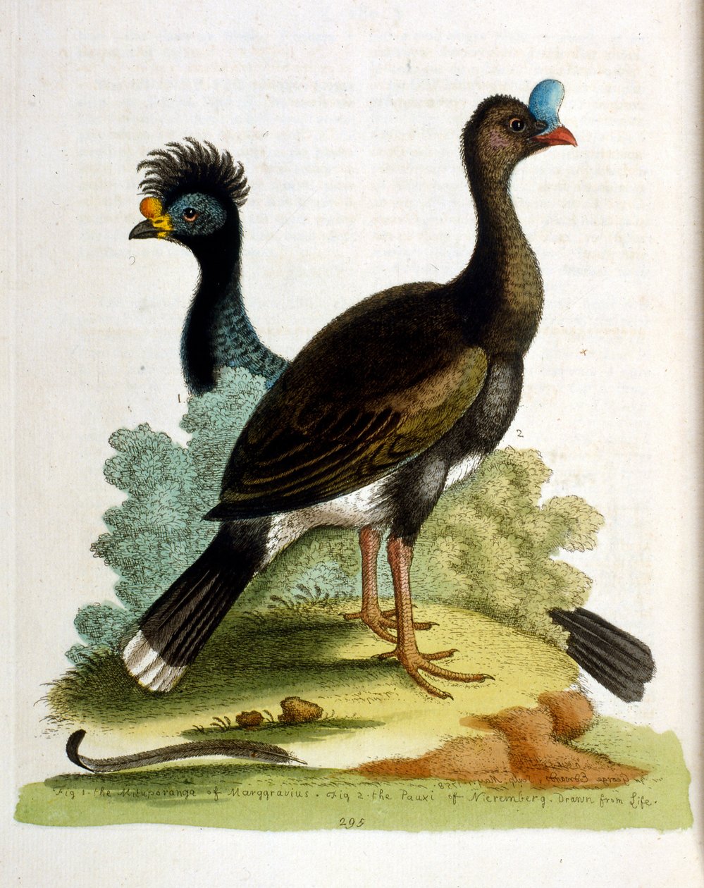 Aquarelillustratie uit een boek met zeldzame vogels van G Edwards 1750. George Edwards (1694-1773) was een Britse naturalist en ornitholoog. Hij reisde veel door Europa en bestudeerde de natuurlijke historie en vogels in het bijzonder. Hij kreeg enige erke door George Edwards