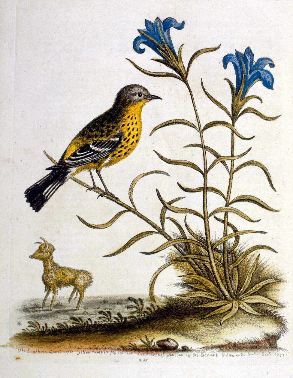 Aquarelillustratie uit een boek met zeldzame vogels van G Edwards 1750. George Edwards (1694-1773) was een Britse naturalist en ornitholoog. Hij reisde veel door Europa en bestudeerde de natuurlijke historie en vogels in het bijzonder. Hij kreeg enige erke door George Edwards