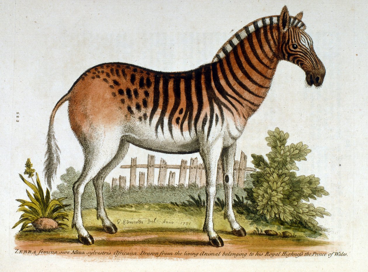 Aquarelillustratie van Zebra, uit een boek met zeldzame vogels van G Edwards 1750. George Edwards (1694-1773) was een Britse naturalist en ornitholoog. Hij reisde veel door Europa en bestudeerde de natuurlijke historie en vogels in het bijzonder. Hij door George Edwards
