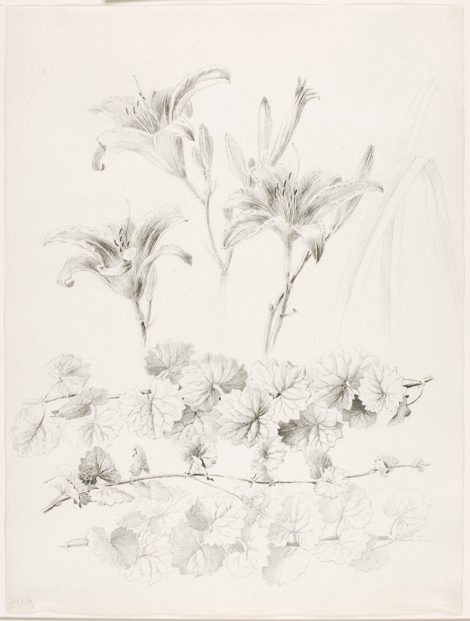 Zonder titel (Lelies en grondlelie) (Glecoma Hederacea) door George Elbert Burr