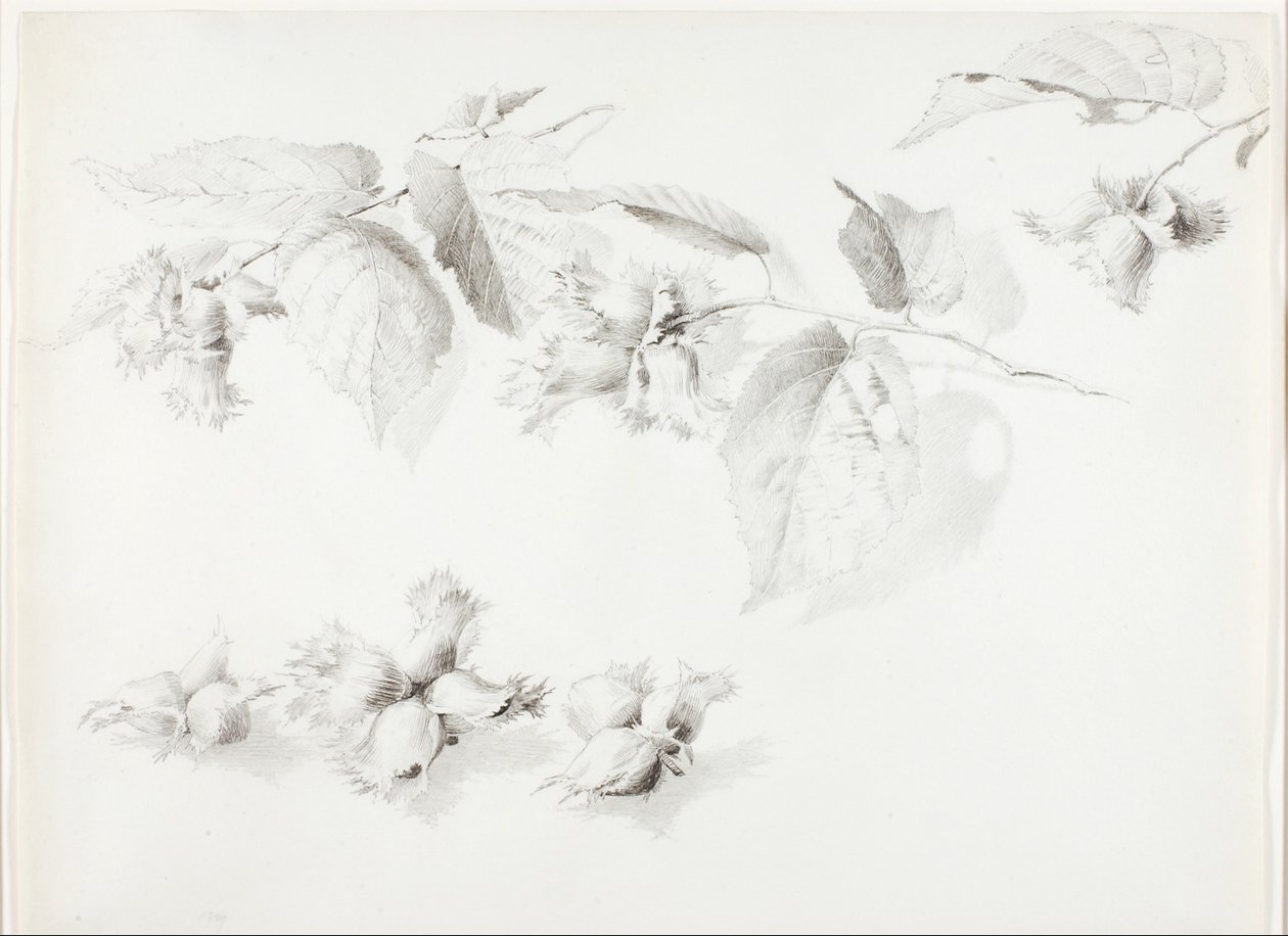Zonder titel (wilde hazelnoot, Corylus Americana) door George Elbert Burr