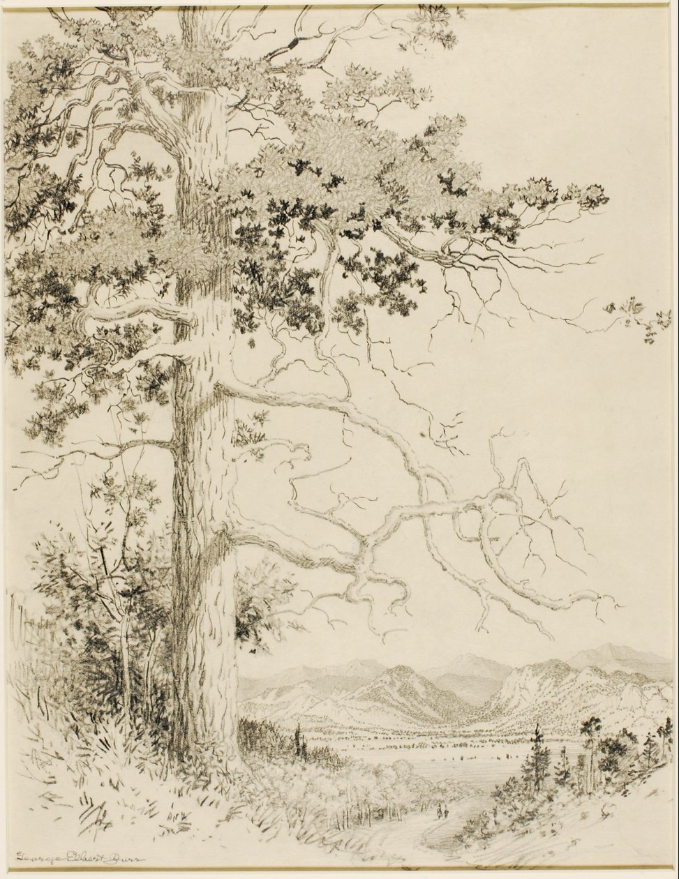 Zonder titel (transfer tekening voor Old Pine, Estes Park) door George Elbert Burr