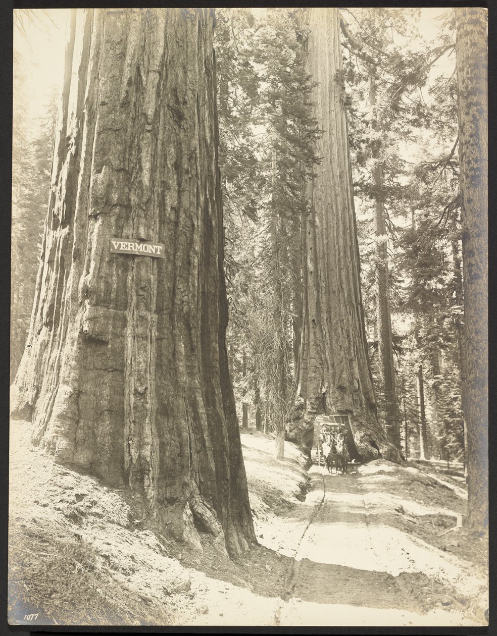 Rijd door de Wawona, Mariposa Grove. Diameter 24 ft. door George Fiske