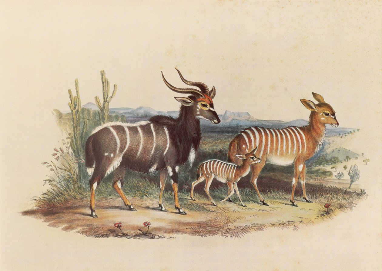 De Nyala door George French Angas