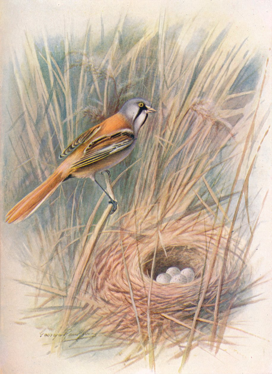 Baardman of rietgors - Panurus biarmicus, c1910, 1910 door George James Rankin