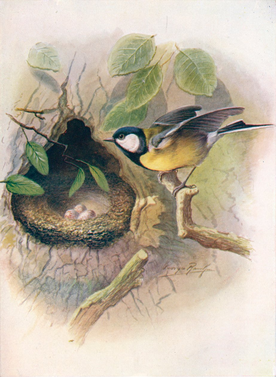 Koolmees - Parus major, ca. 1910, 1910 door George James Rankin