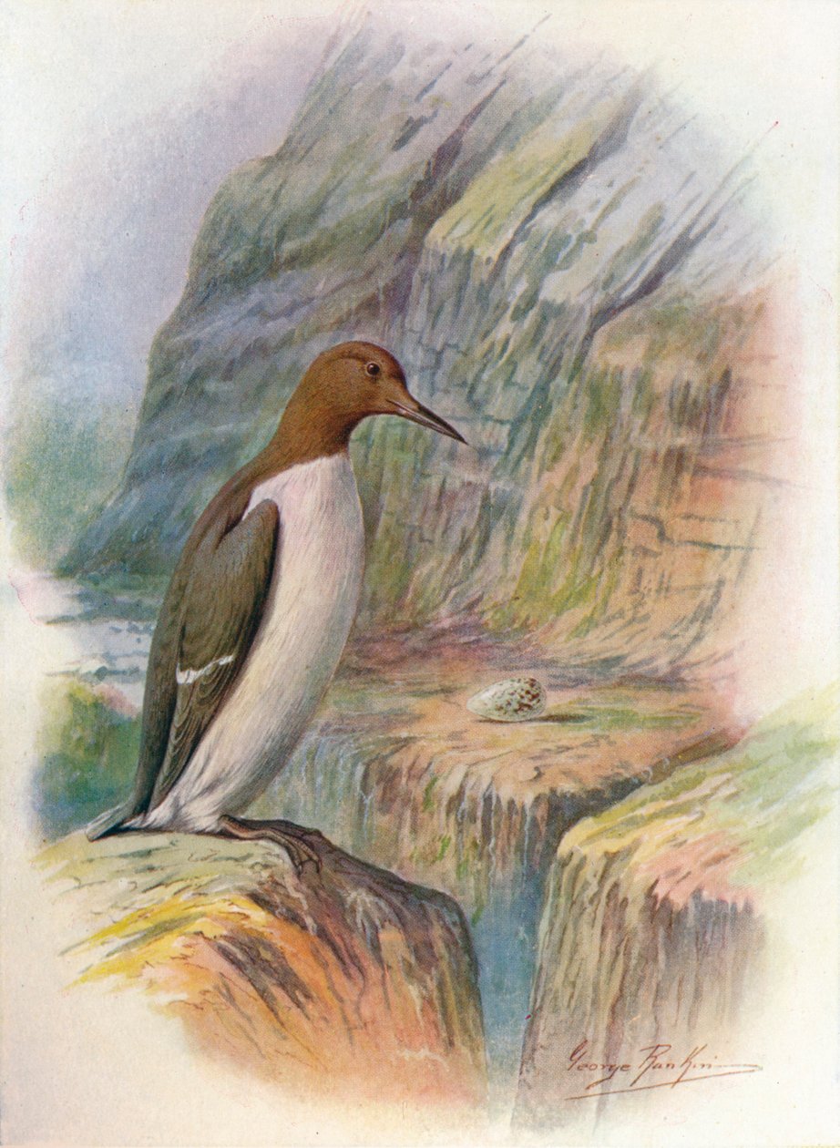 Zeekoet - Uria troile, ca. 1910 door George James Rankin