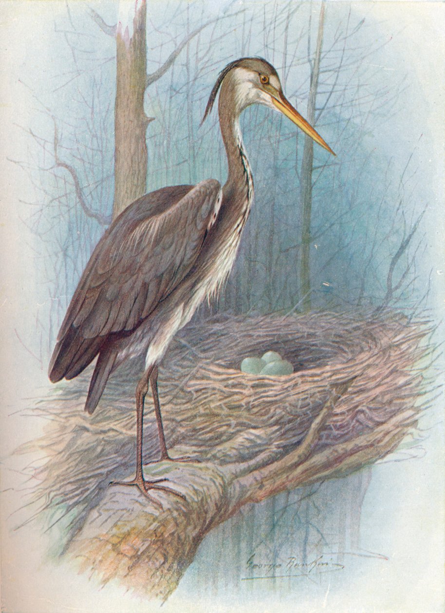 Reiger - Ardea cinerea, ca. 1910, 1910 door George James Rankin