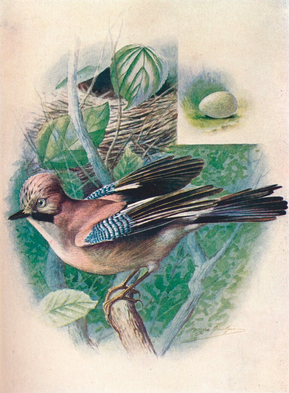 Gaai- Garrulus glandarius, ca. 1910 door George James Rankin