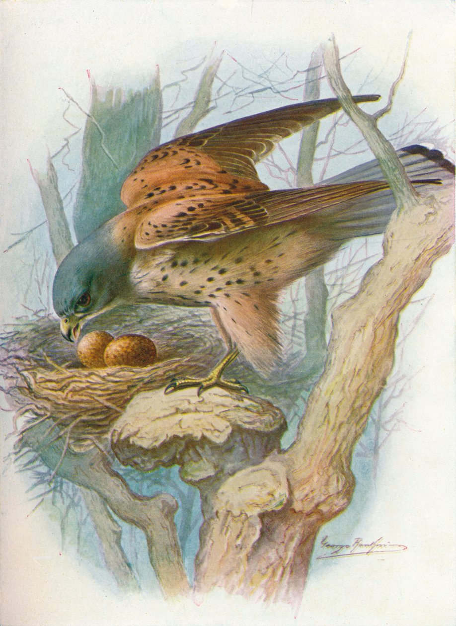 Torenvalk - Falco tinnunculus door George James Rankin