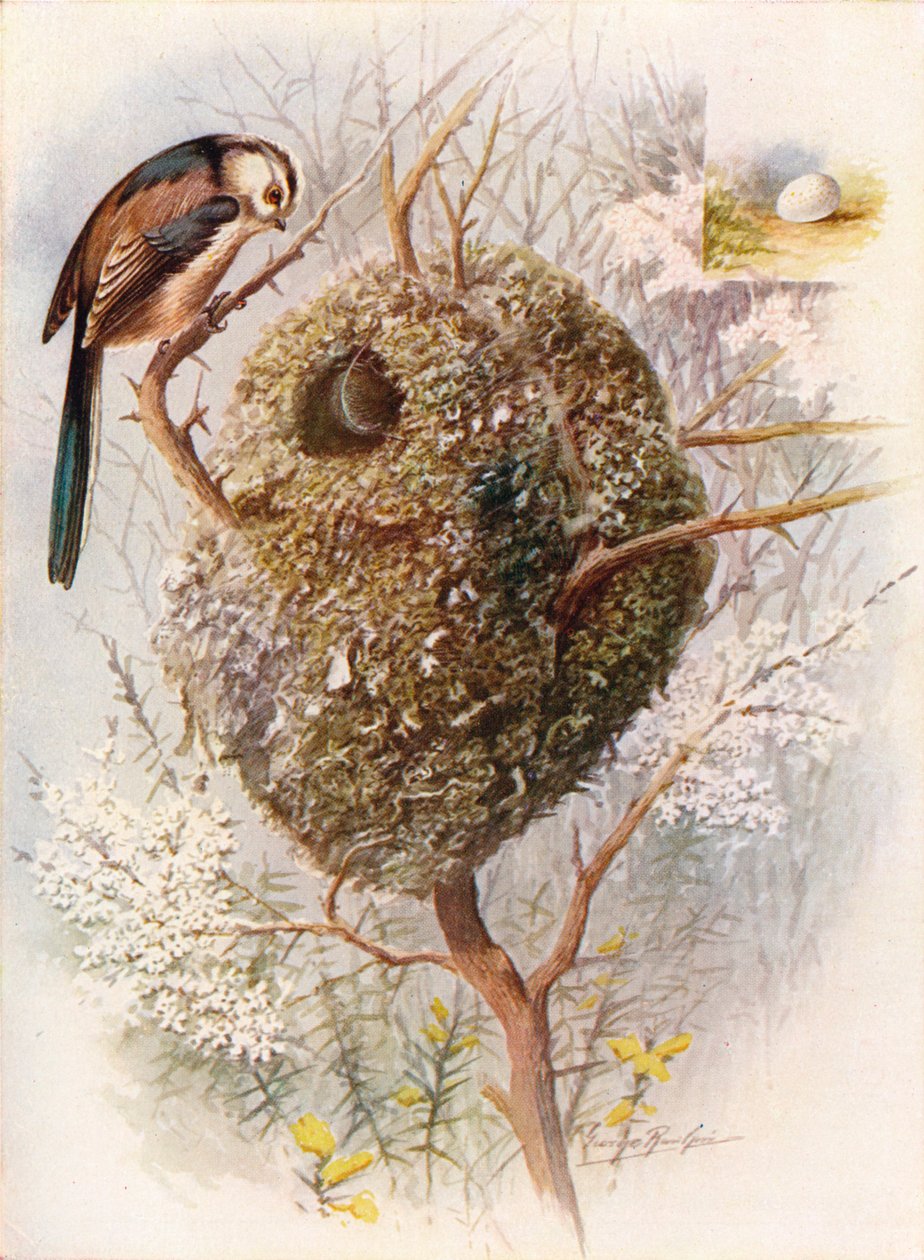 Staartmees - Acredula caudata, ca. 1910 door George James Rankin