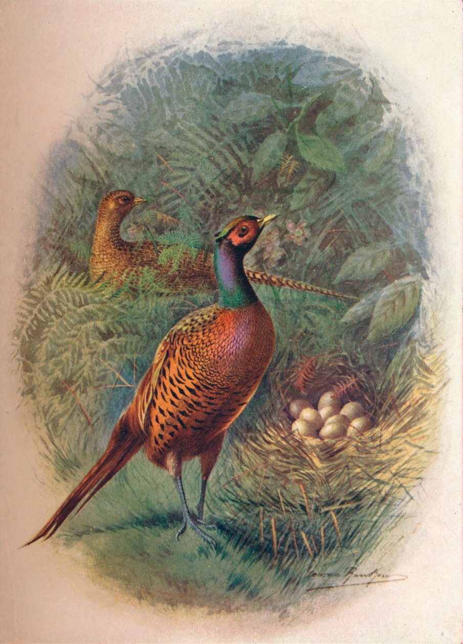 Fazant - Phasianus colchicus, ca. 1910 door George James Rankin