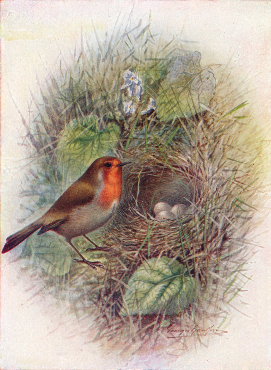 Roodborstje of Robin - Erithacus rubecula, c1910, 1910 door George James Rankin