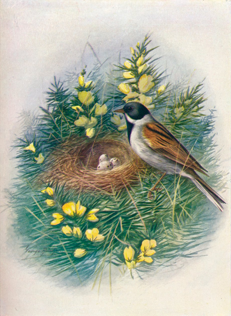Rietgors - Embriza schoeniclus door George James Rankin
