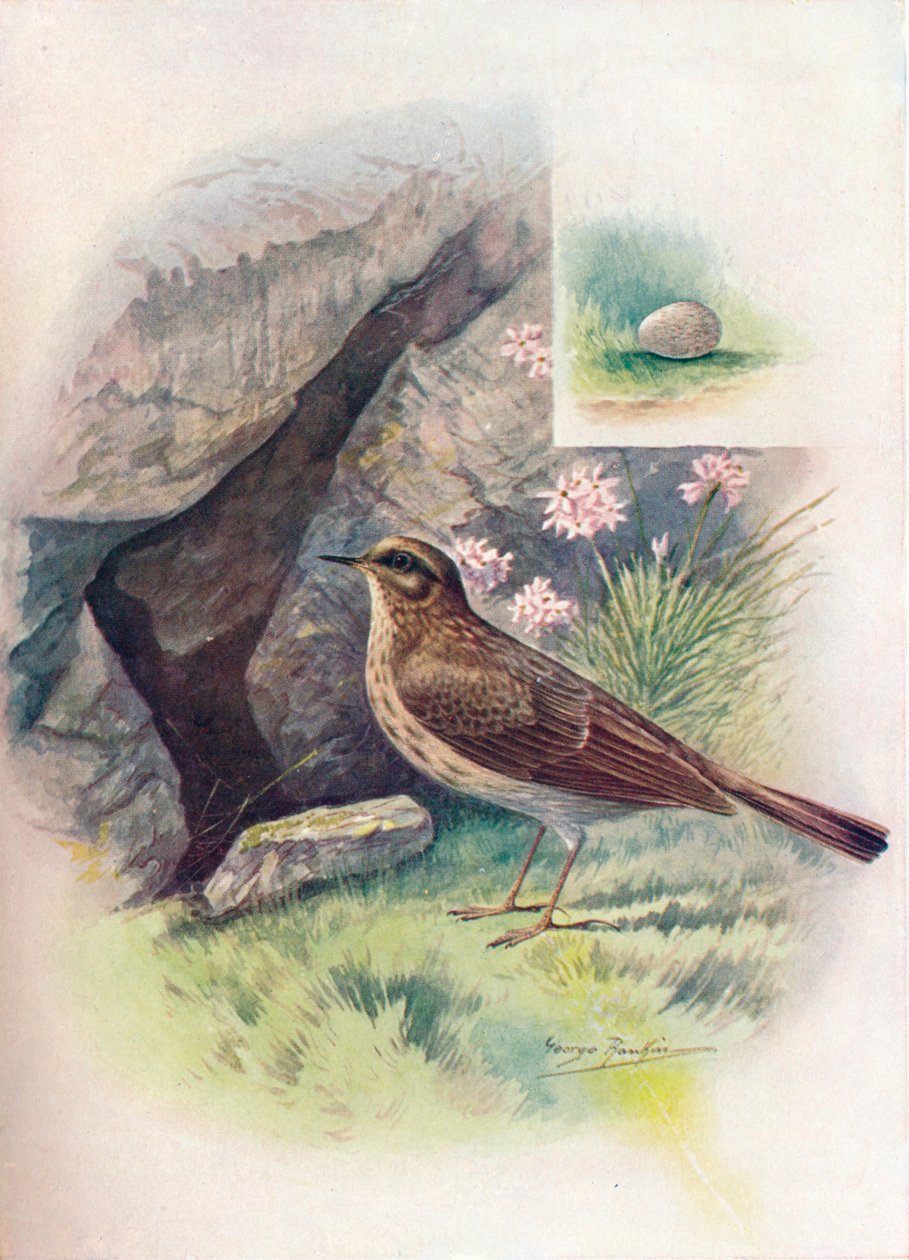 Rots-Pipit - Anthus obscurus, ca. 1910 door George James Rankin