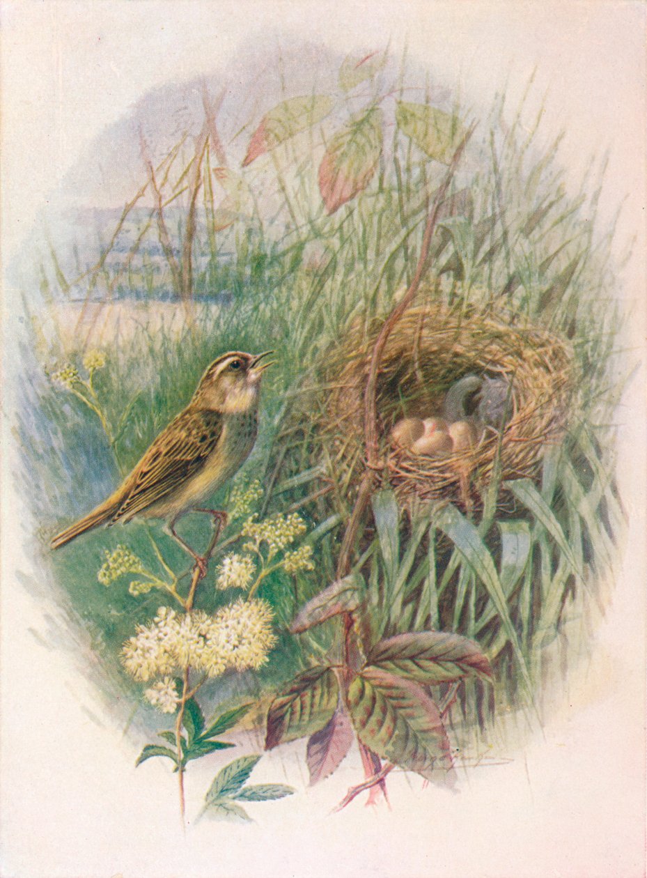 Rietzanger - Acrocephalus phragmitis, ca. 1910 door George James Rankin