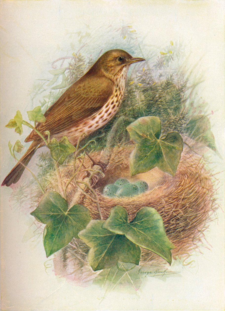 Zanglijster of Mavis - Turdus musicus, ca. 1910 door George James Rankin