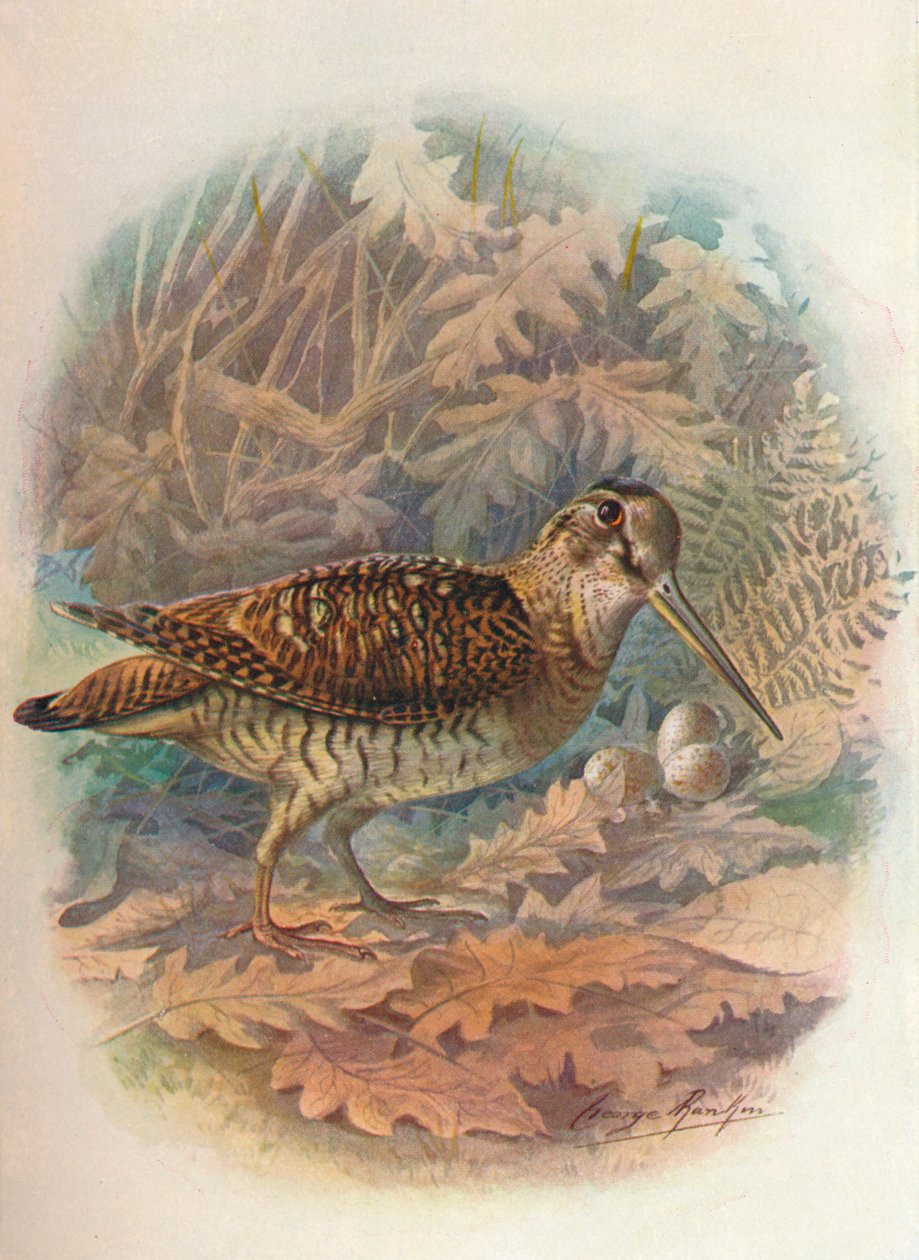 Houtsnip - Scolopax rusticula, ca. 1910 door George James Rankin