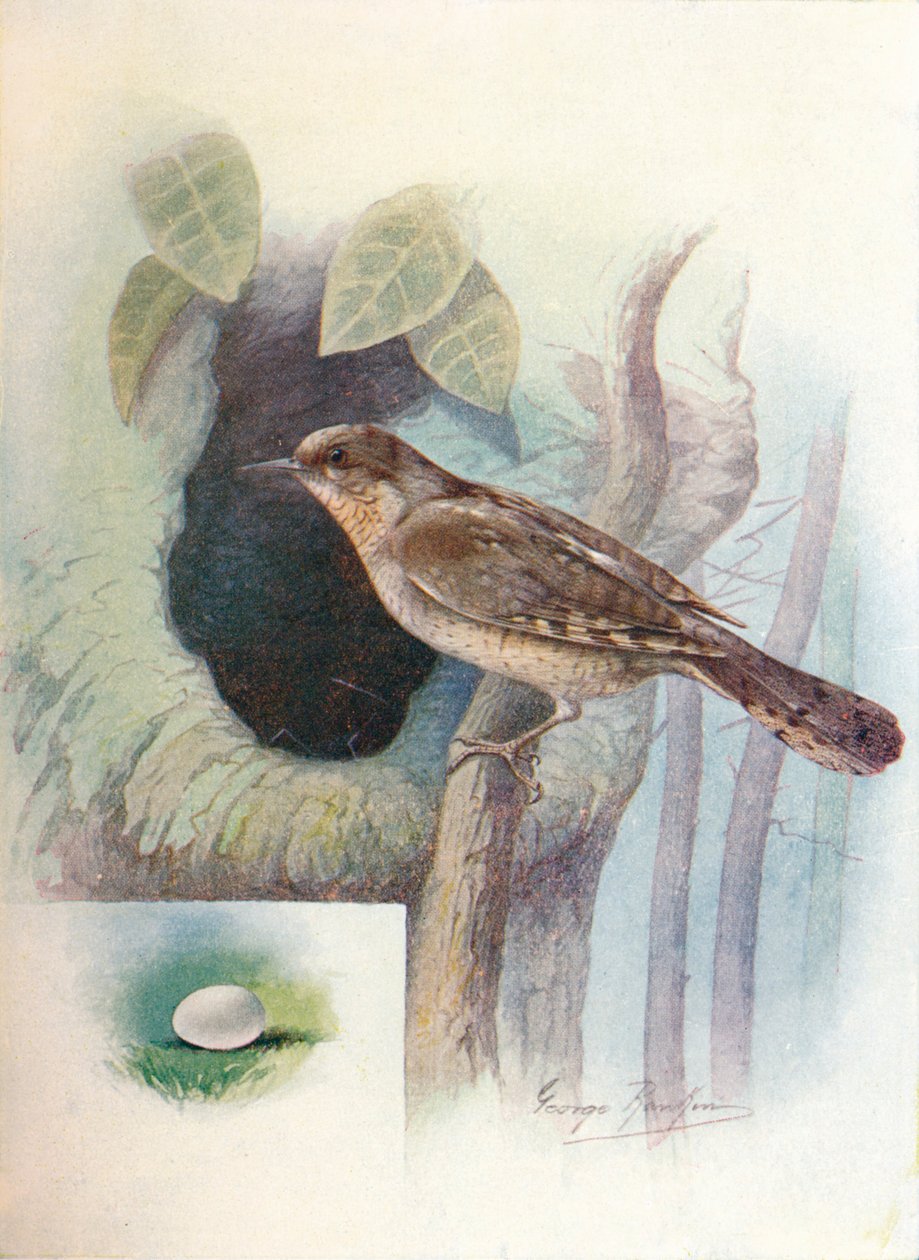 Draaihals - Iynx torquilla, ca 1910, 1910 door George James Rankin