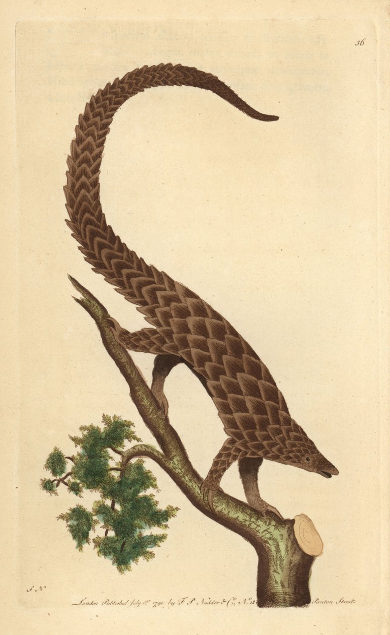 Vierteenmanis, Langstaartpangolin of Zwartbuikpangolin, uit 