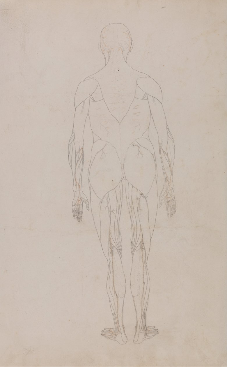 Een vergelijkende anatomische uiteenzetting van de structuur van het menselijk lichaam met dat van een tijger en een hoender: Menselijk Figuur, Achteraanzicht (Verdere Studie voor Tabel XII) door George Stubbs
