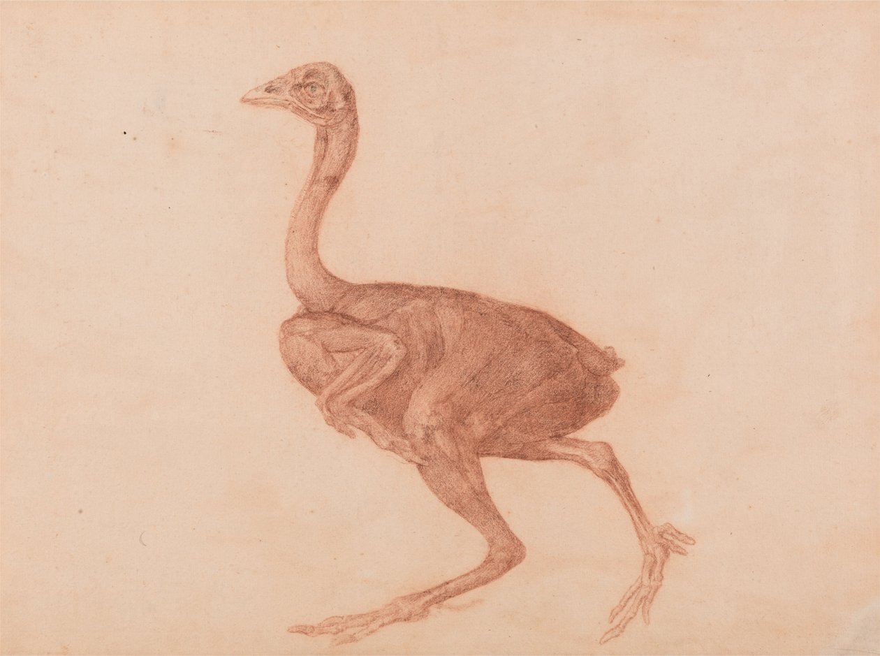 Een vergelijkende anatomische uiteenzetting van de structuur van het menselijk lichaam met dat van een tijger en een hoen: Dorking Hen, zijaanzicht door George Stubbs