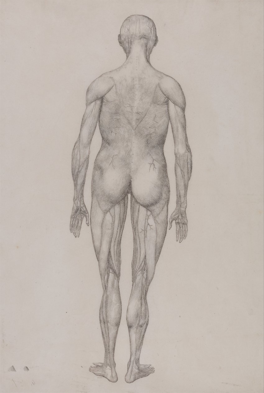 Een vergelijkende anatomische uiteenzetting van de structuur van het menselijk lichaam met dat van een tijger en een hoender: Menselijk Figuur, Achteraanzicht (Bijna Identiek aan de voltooide tekening voor Tabel XII) door George Stubbs