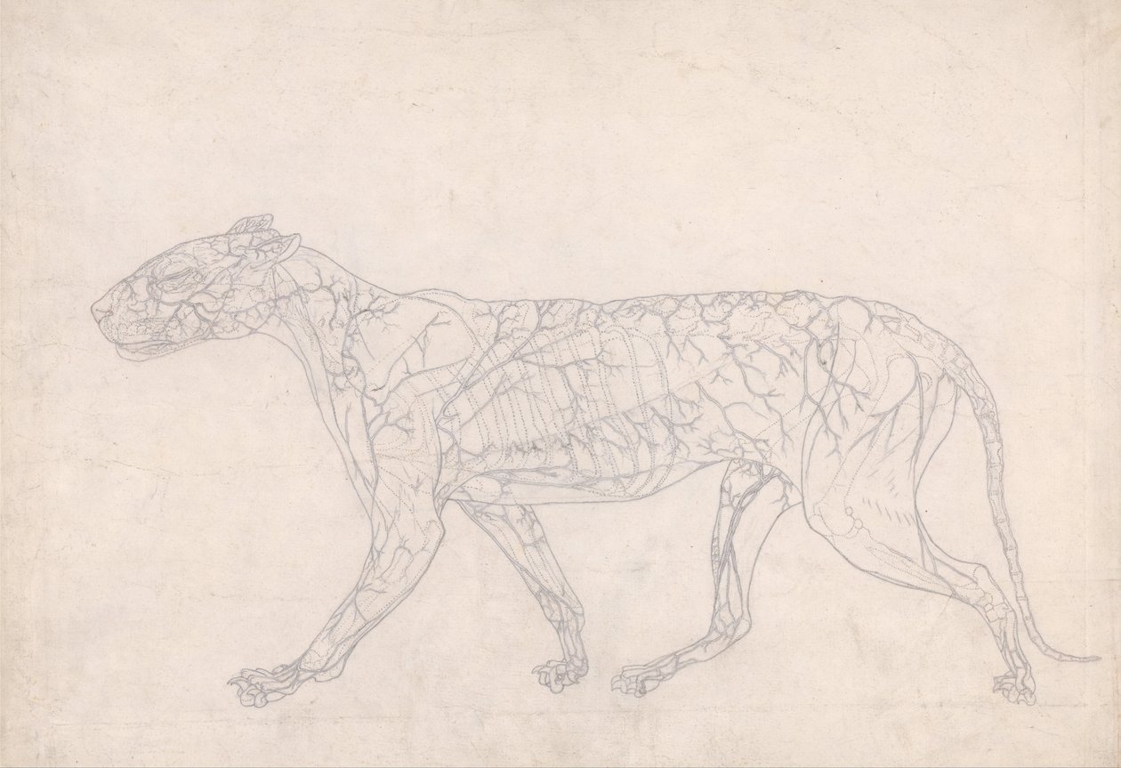 Een vergelijkende anatomische uiteenzetting van de structuur van het menselijk lichaam met dat van een tijger en een hoender: Tijger, zijaanzicht (schets van de oppervlaktebloedtoevoer, voorbereid voor de sleutelfiguur bij tabel IX) door George Stubbs