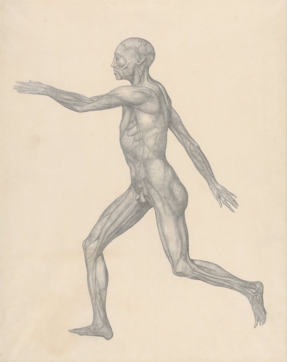 Een vergelijkende anatomische uiteenzetting van de structuur van het menselijk lichaam met dat van een tijger en een hoender: Menselijke figuur, zijaanzicht, na verwijdering van de huid en de onderliggende fasciale lagen (voltooide studie voor tabel XIII) door George Stubbs