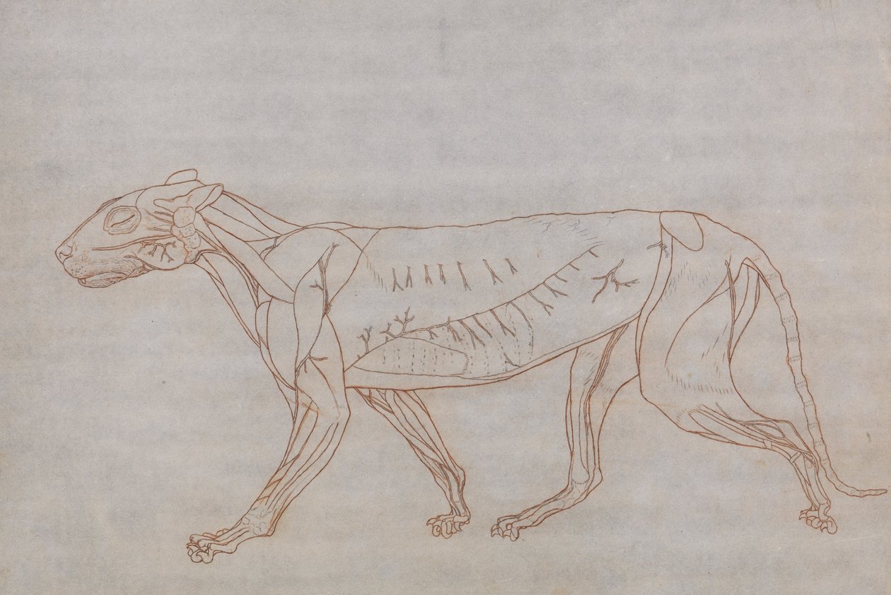 Een vergelijkende anatomische uiteenzetting van de structuur van het menselijk lichaam met dat van een tijger en een hoender: Tijgerlichaam, zijaanzicht door George Stubbs