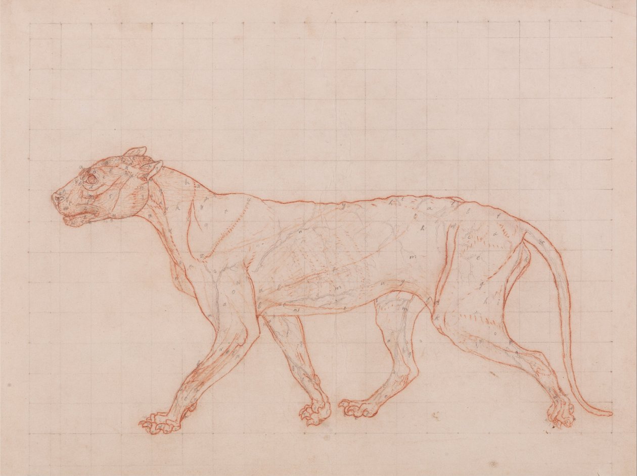 Een vergelijkende anatomische uiteenzetting van de structuur van het menselijk lichaam met dat van een tijger en een hoender:  Tijgerlichaam, zijaanzicht door George Stubbs