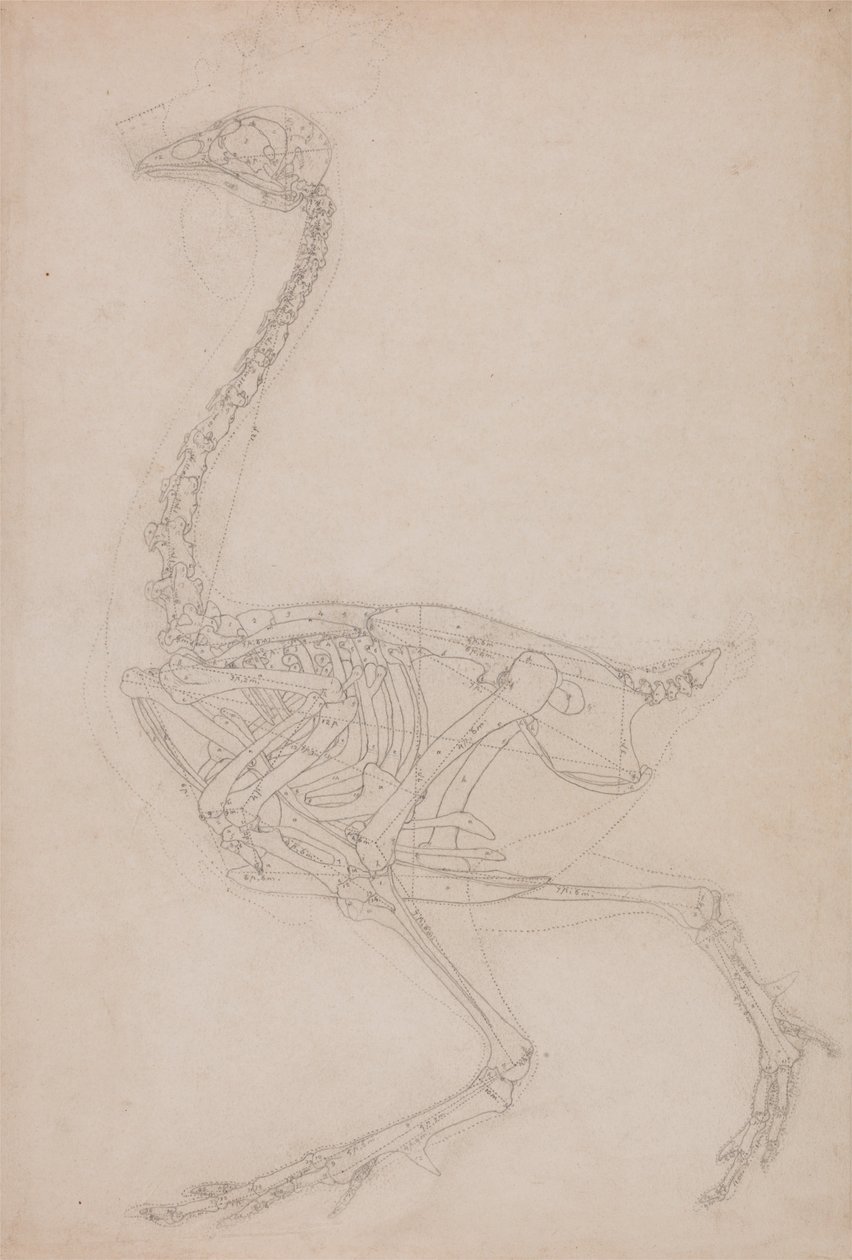 Een vergelijkende anatomische uiteenzetting van de structuur van het menselijk lichaam met dat van een tijger en een hoender: Kippenskelet, zijaanzicht (Waarschijnlijk een basisstudie van de verhoudingen van het kippenskelet, gebruikt voor andere tekeninge door George Stubbs