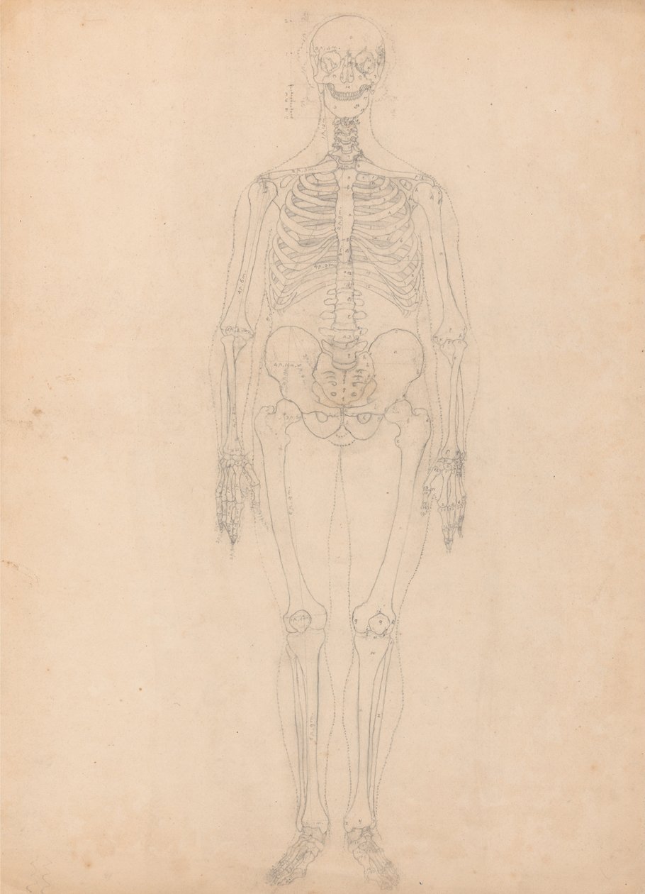 Een vergelijkende anatomische uiteenzetting van de structuur van het menselijk lichaam met dat van een tijger en een hoender: Menselijk skelet, vooraanzicht door George Stubbs