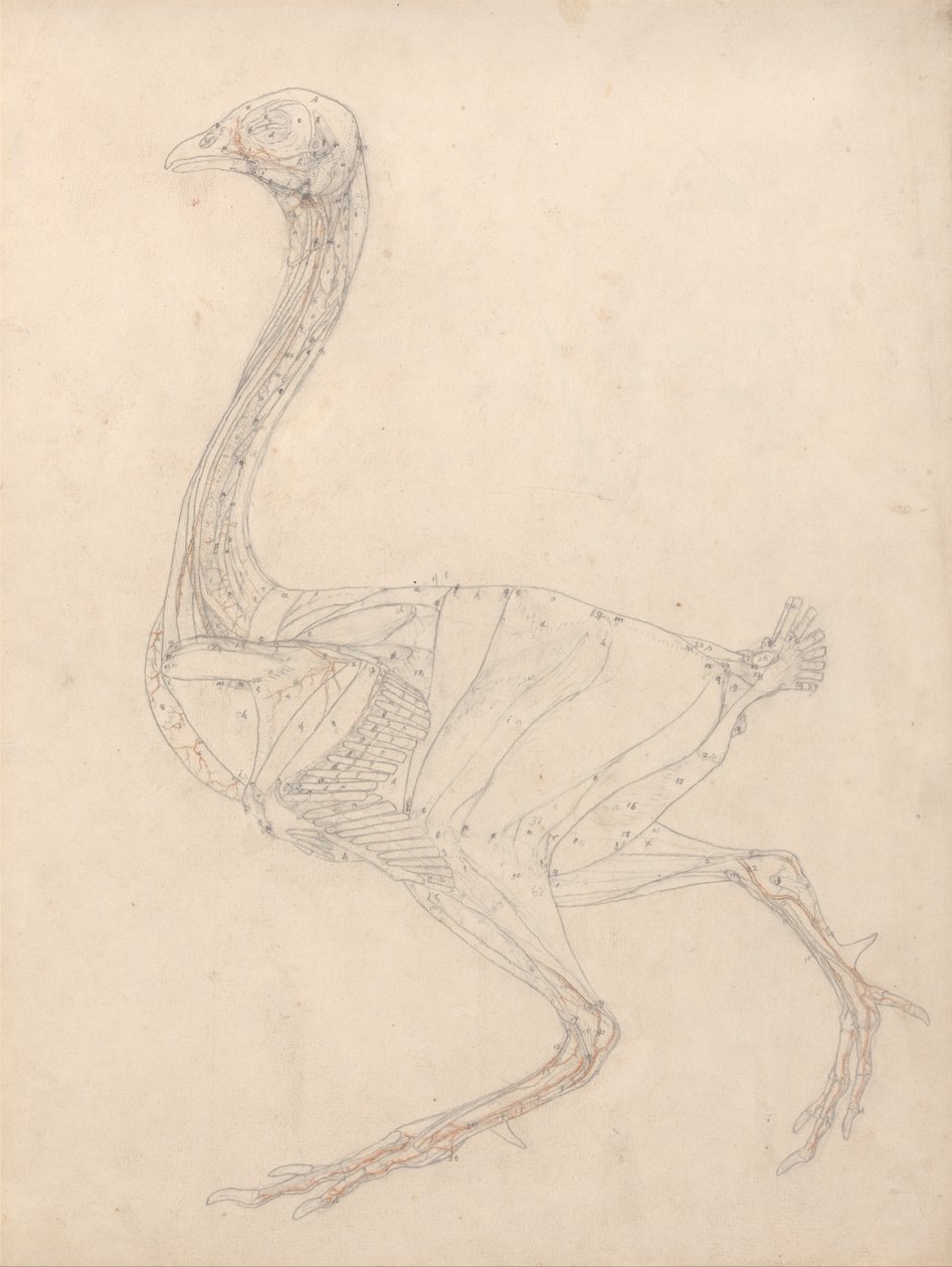 Een vergelijkende anatomische uiteenzetting van de structuur van het menselijk lichaam met dat van een tijger en een hoender: Hoenderlichaam, zijaanzicht (studie voor de sleutelfiguur bij tabel XV) door George Stubbs