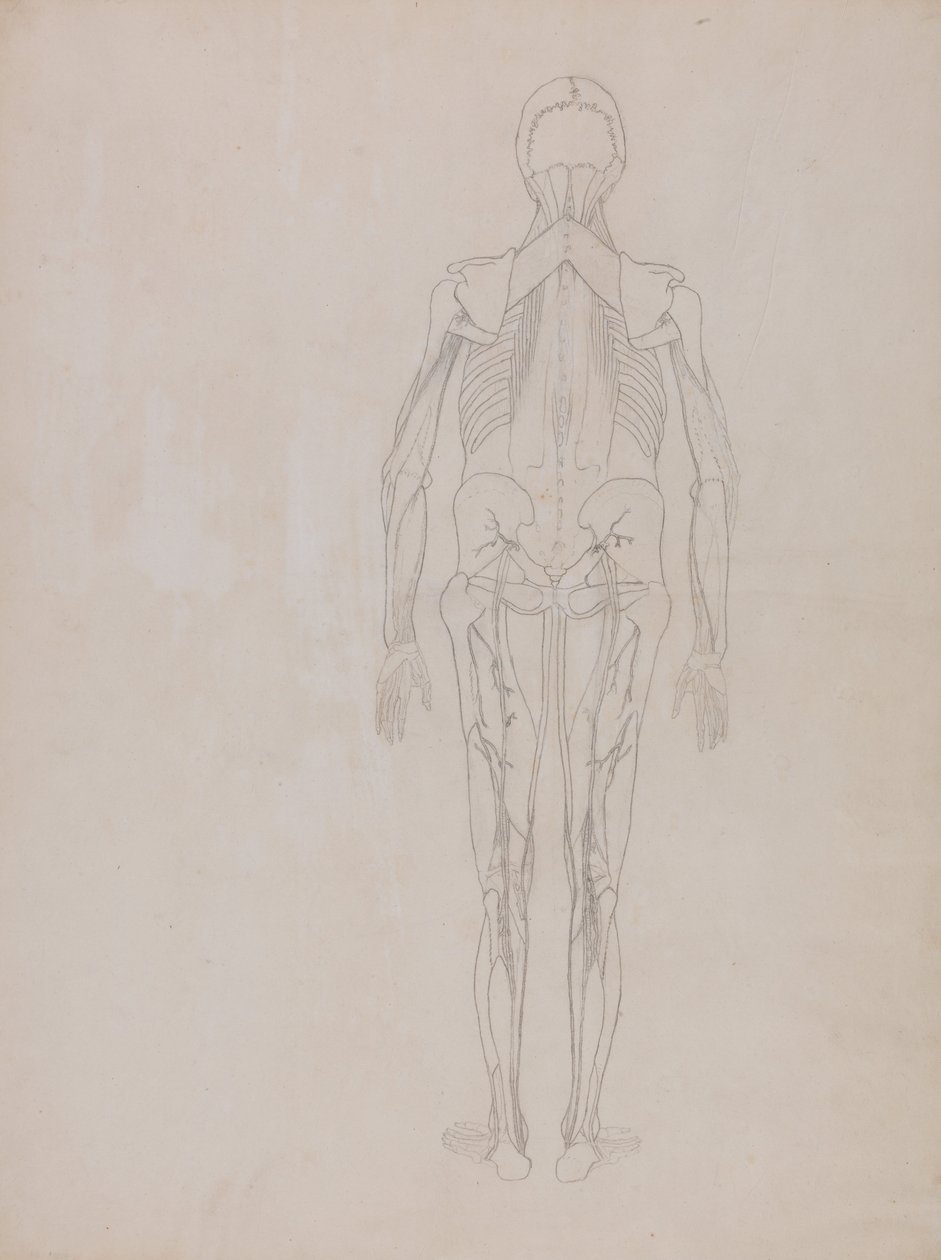 Een vergelijkende anatomische uiteenzetting van de structuur van het menselijk lichaam met dat van een tijger en een hoender: Human Figure, Posterior View (Schetstekening voor de sleutelfiguur van een ongepubliceerde plaat) door George Stubbs